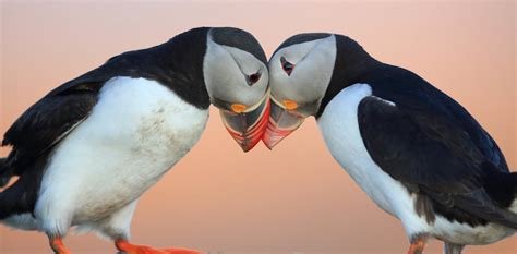 The Puffins: In Search